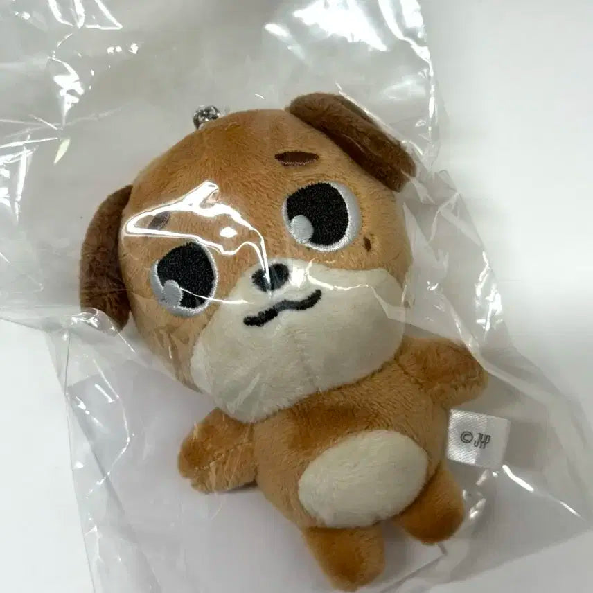 데이식스 백참 돈