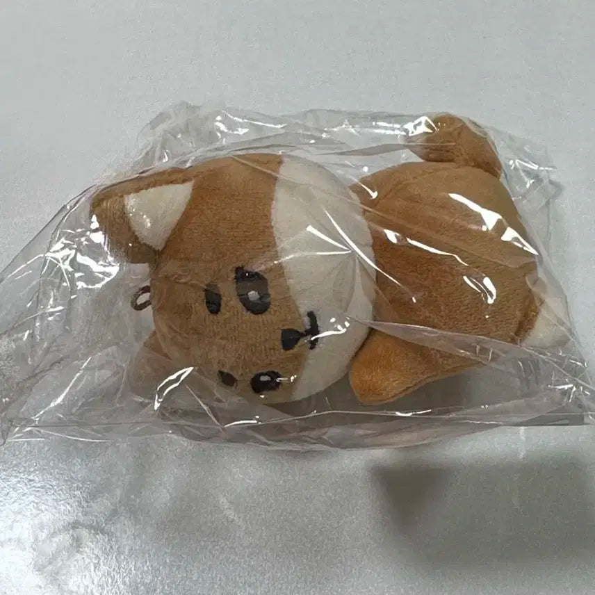 데이식스 24클콘 엠디 손난로 케