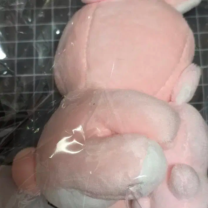 [미개봉] DAY6 원필 나안아 필끼