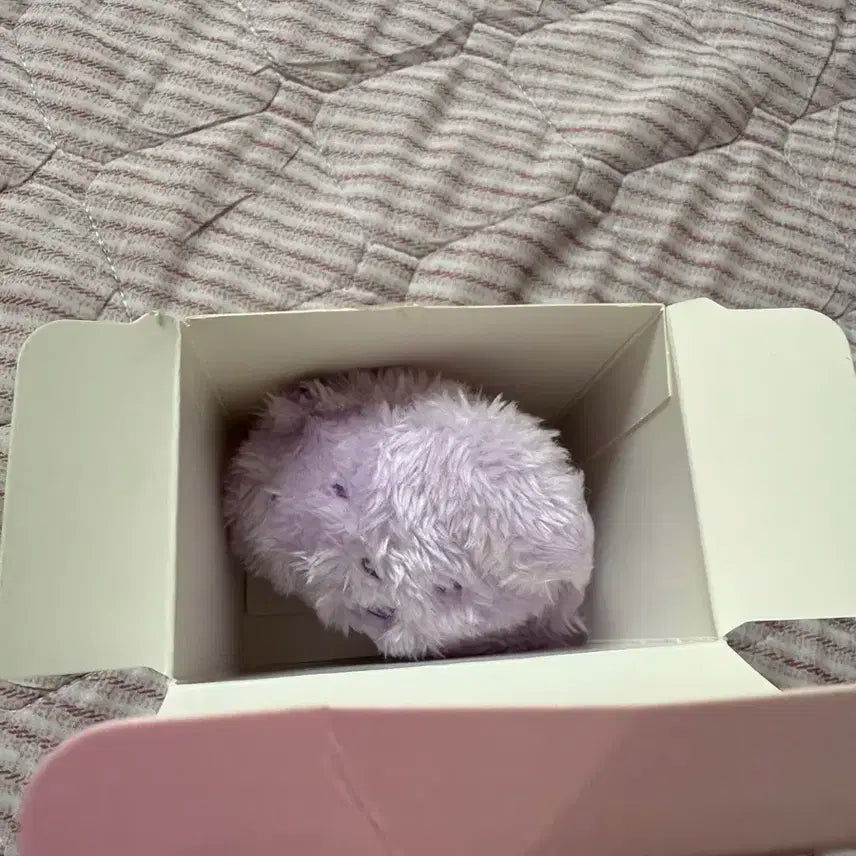 컬러위시돌 보라 댕트 원가판매