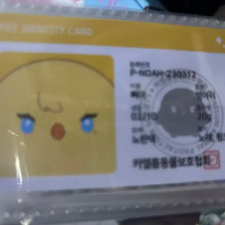 플레이브 노아 삐아 인형 30cm+7cm