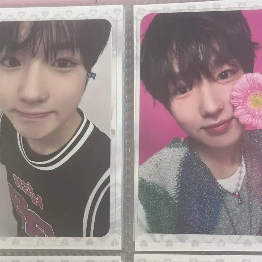 엔시티위시 일괄 사쿠야 포카 양도 위시 송버드 스테디