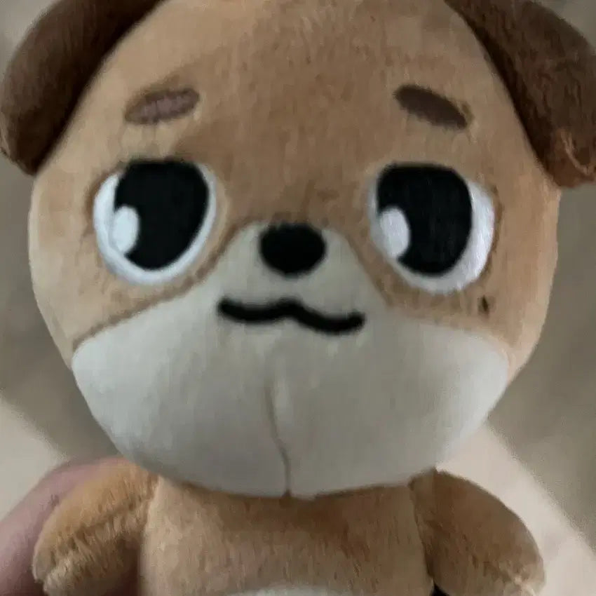 데이식스 데니멀즈 2024 돈