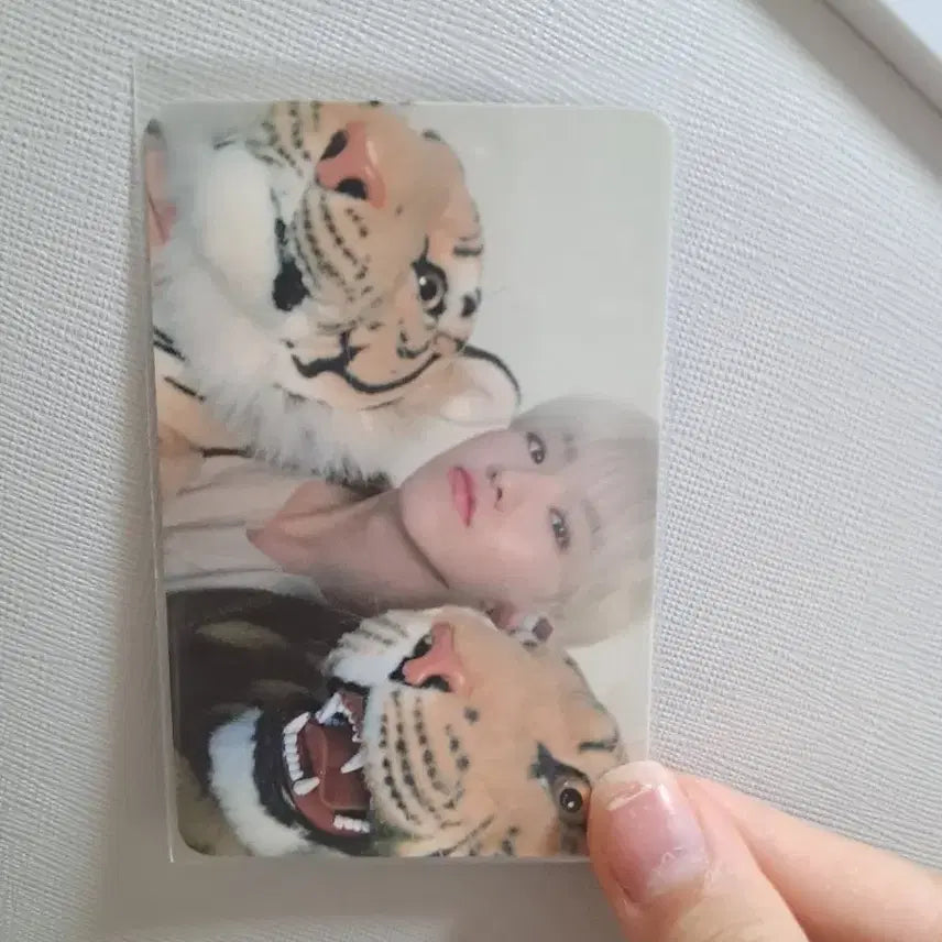 세븐틴 호시 시즌 그리팅