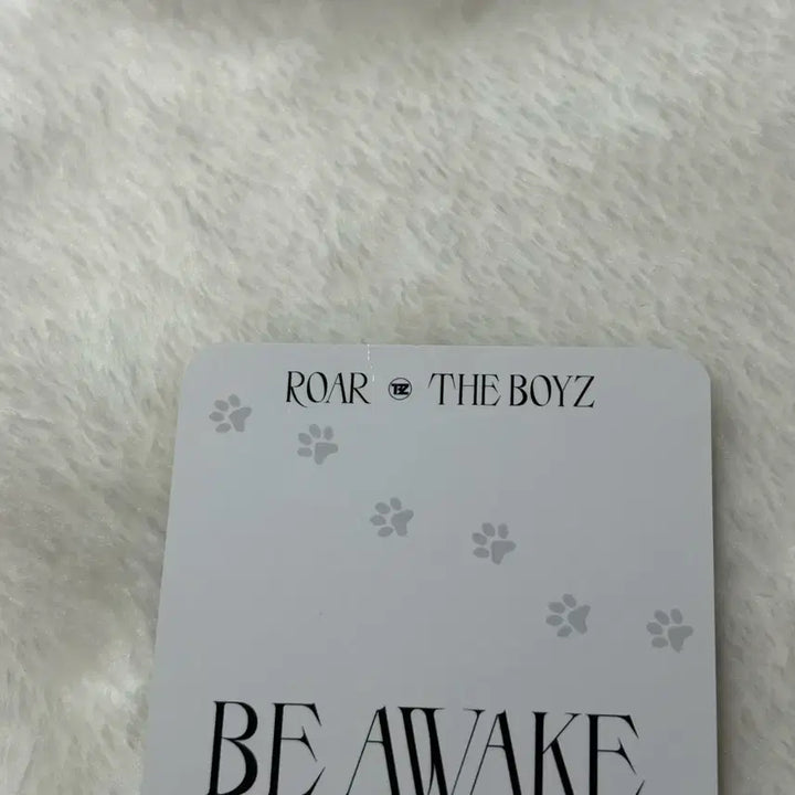 더보이즈 큐 에버라인 고양이 비어웨이크 로어 럭드 포카 미공포