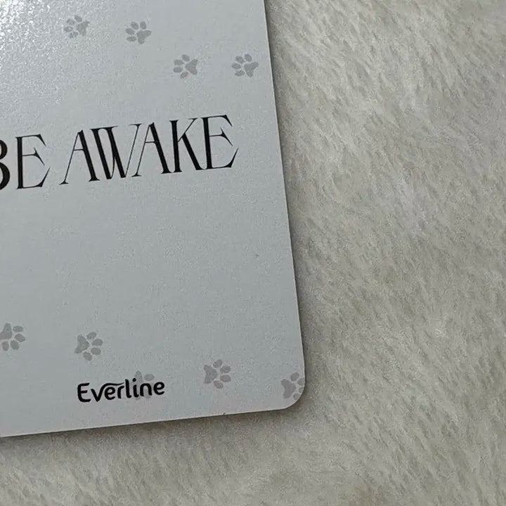 더보이즈 큐 에버라인 고양이 비어웨이크 로어 럭드 포카 미공포