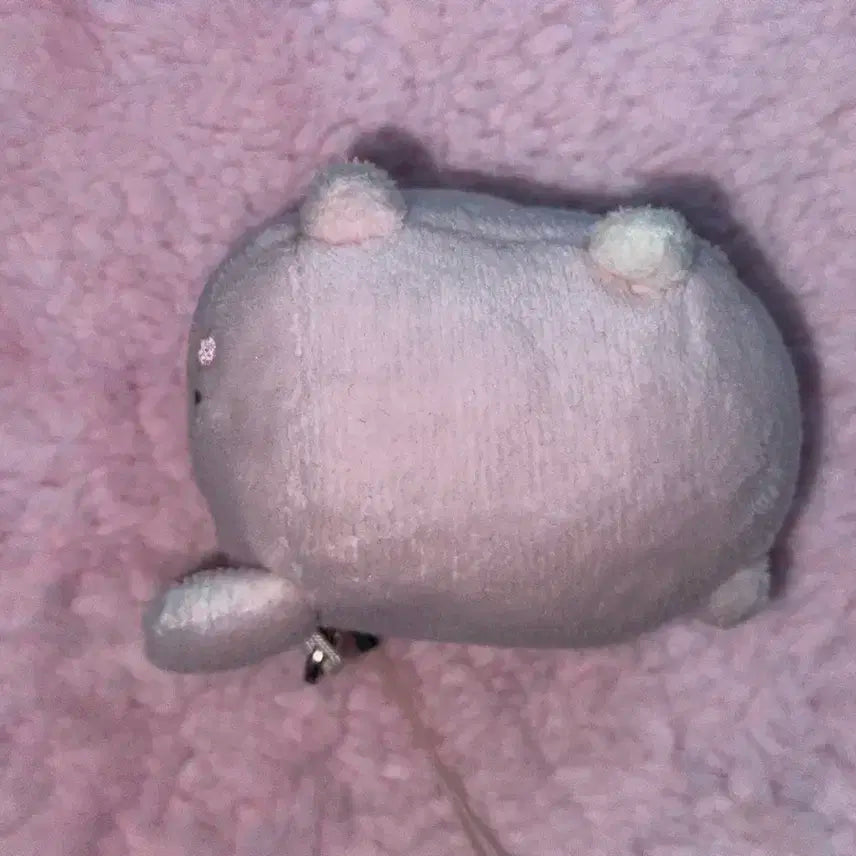 데이식스 원필 쁘띠멀즈 필 사족보행 인형 양도