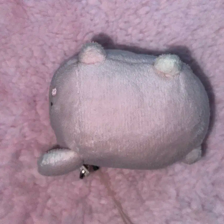 데이식스 원필 쁘띠멀즈 필 사족보행 인형 양도