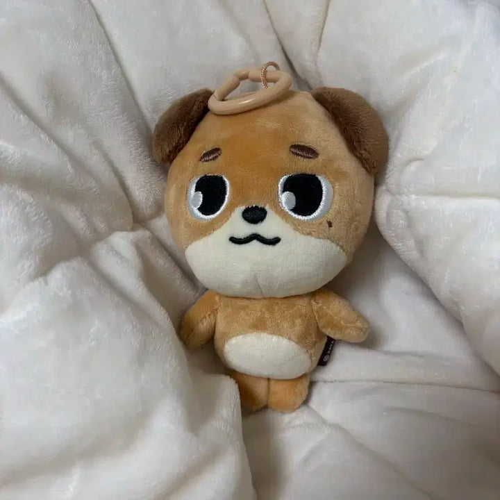 (급처)데이식스 25 2025 돈 도운 데니멀즈 양도 판매 합니다