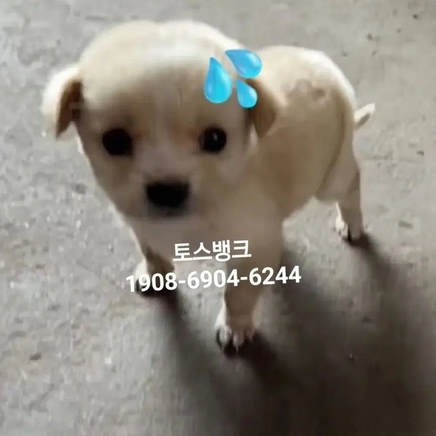 보넥도 19.99 위버스 (포카포함)