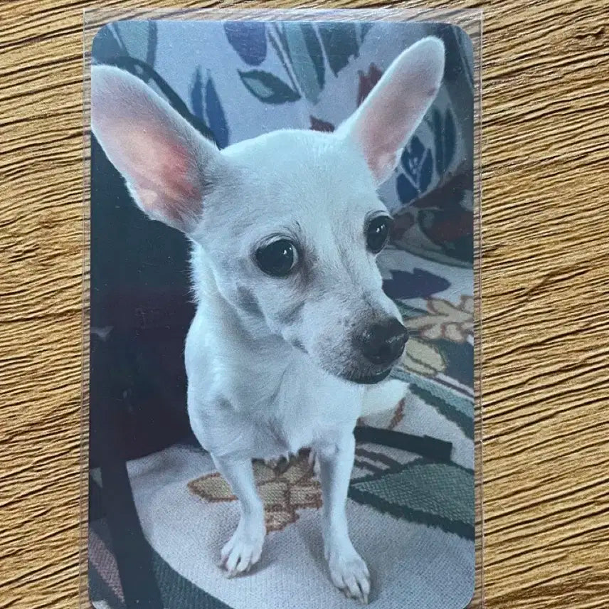 데이식스 도운 토리 포카