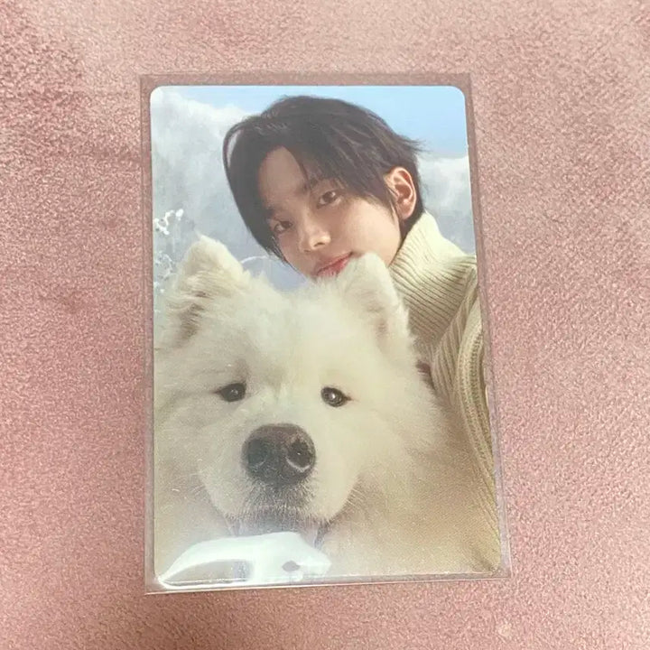 투어스 신유 라스트벨 컴팩트 앨범 포카 양도