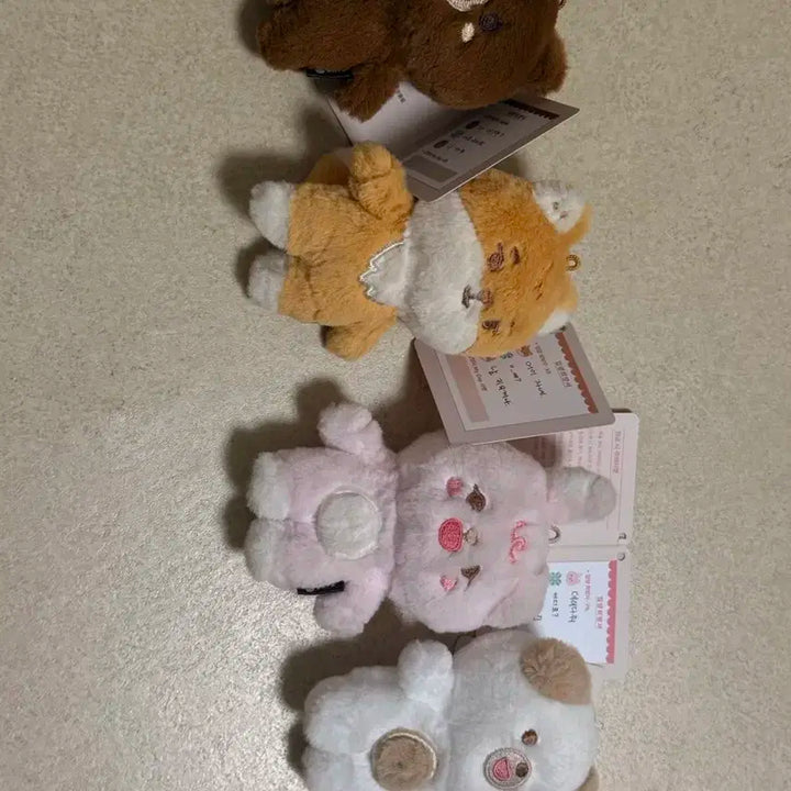 데이식스 마이데이 쁘띠멀즈(10cm) 일괄