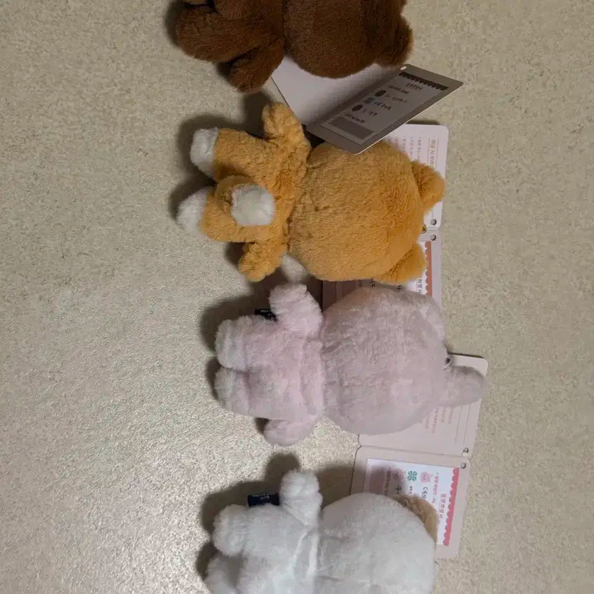 데이식스 마이데이 쁘띠멀즈(10cm) 일괄