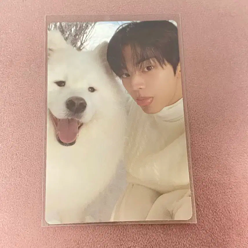 투어스 도훈 라스트벨 앨범 포카 양도