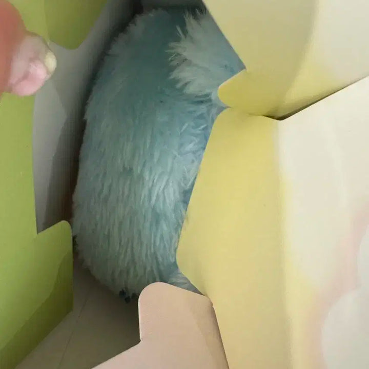 엔시티 위시 컬러 위시돌 위부부 리쿠 파랑 블루