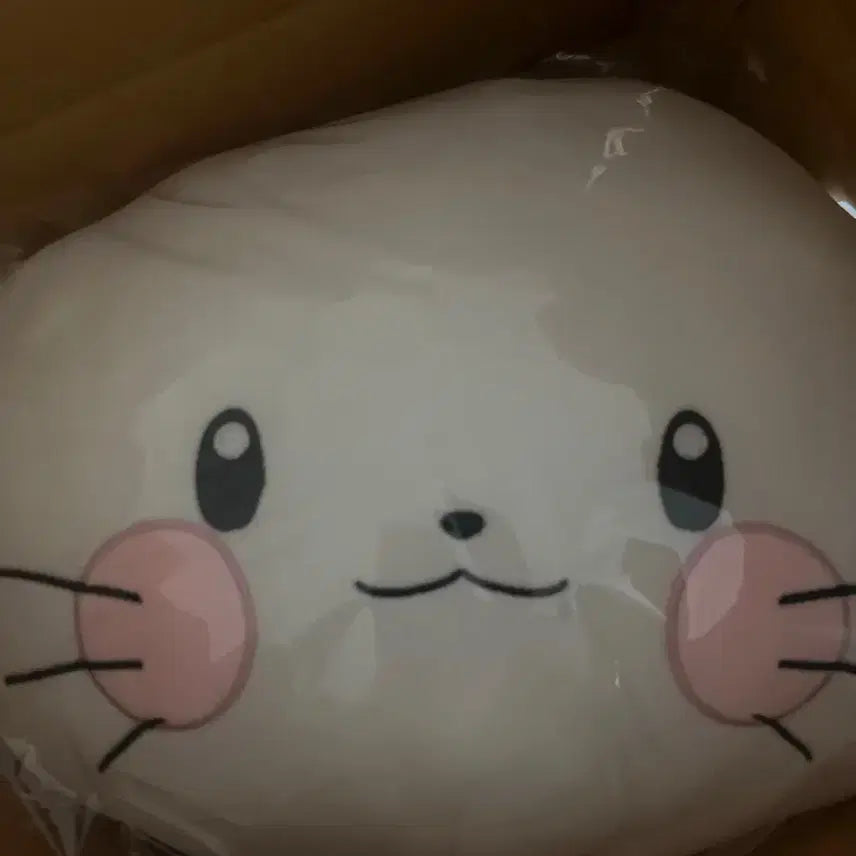 시라유키 히나 생일 풀세트