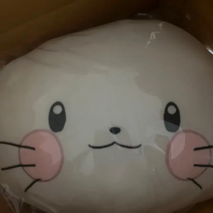 시라유키 히나 생일 풀세트