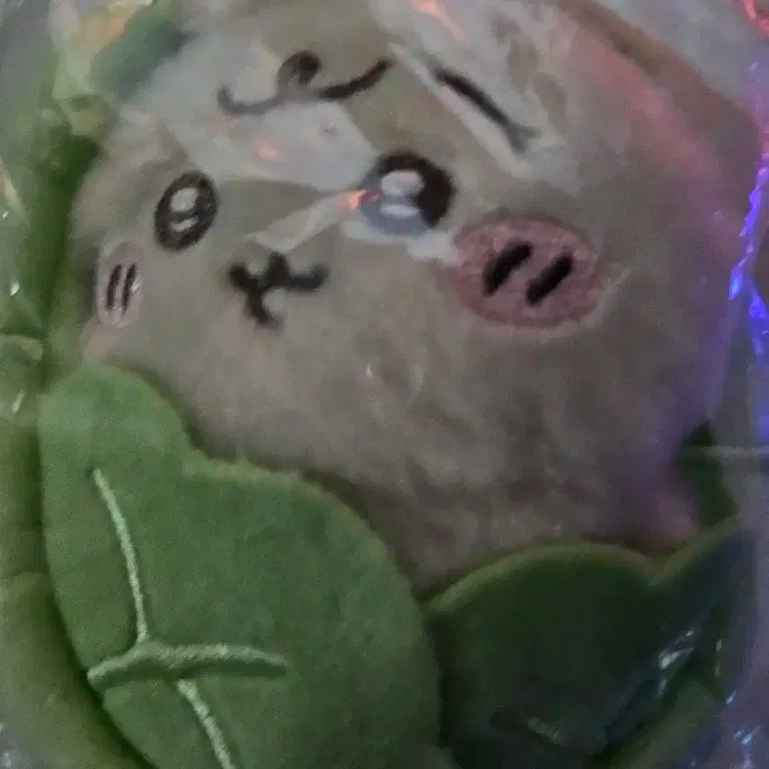 양배추 우사기 미개봉