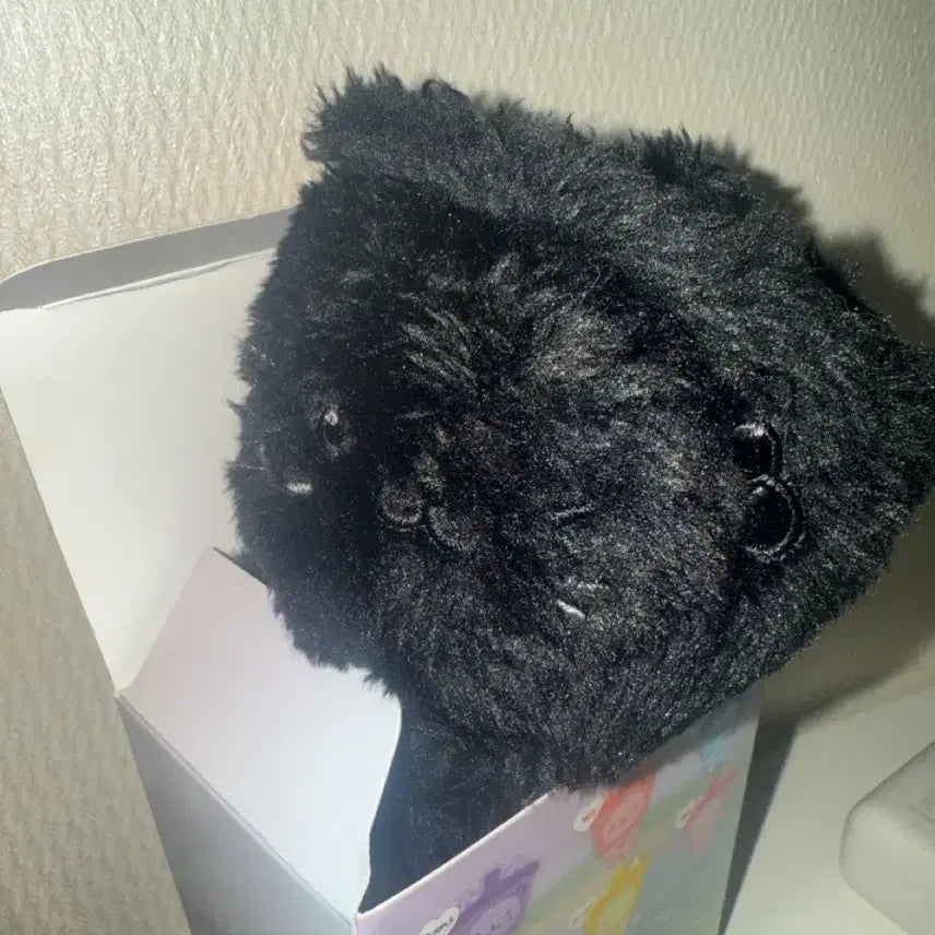 블루 버블냥 유우시