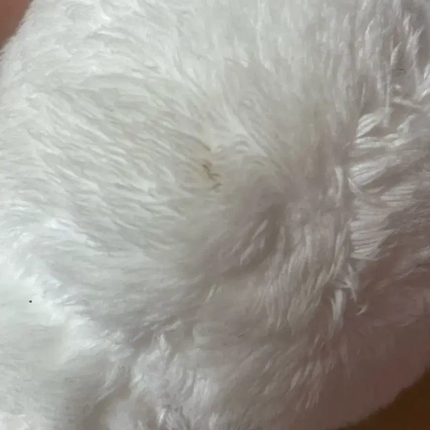 세븐틴 에스쿱스 인형 쿱니니