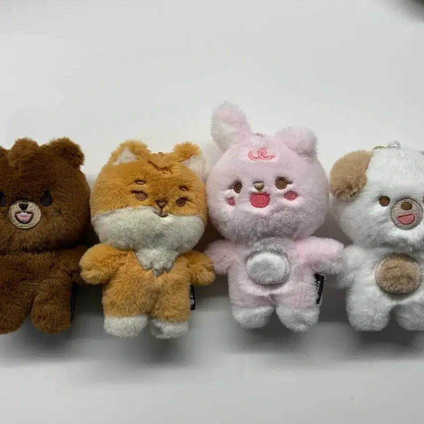 데이식스 쁘띠멀즈 방케필돈 일괄