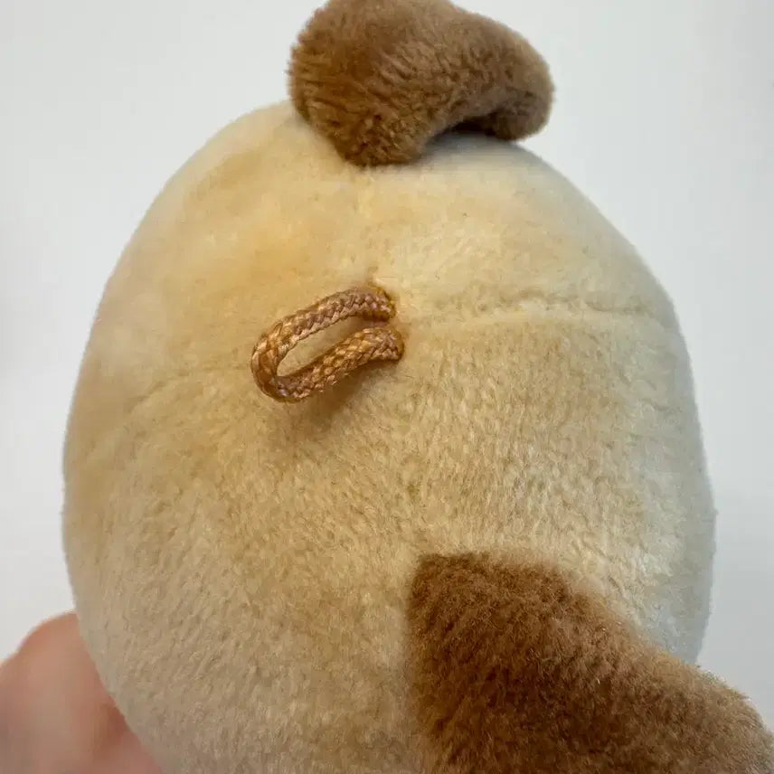 데이식스 도운 인형 20돈