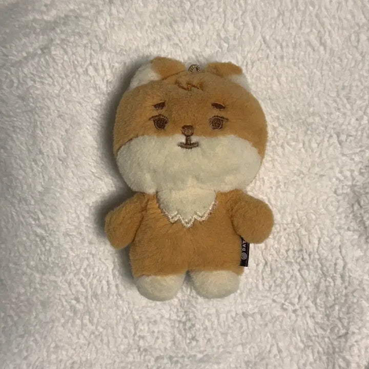 데이식스 쁘띠멀즈 케