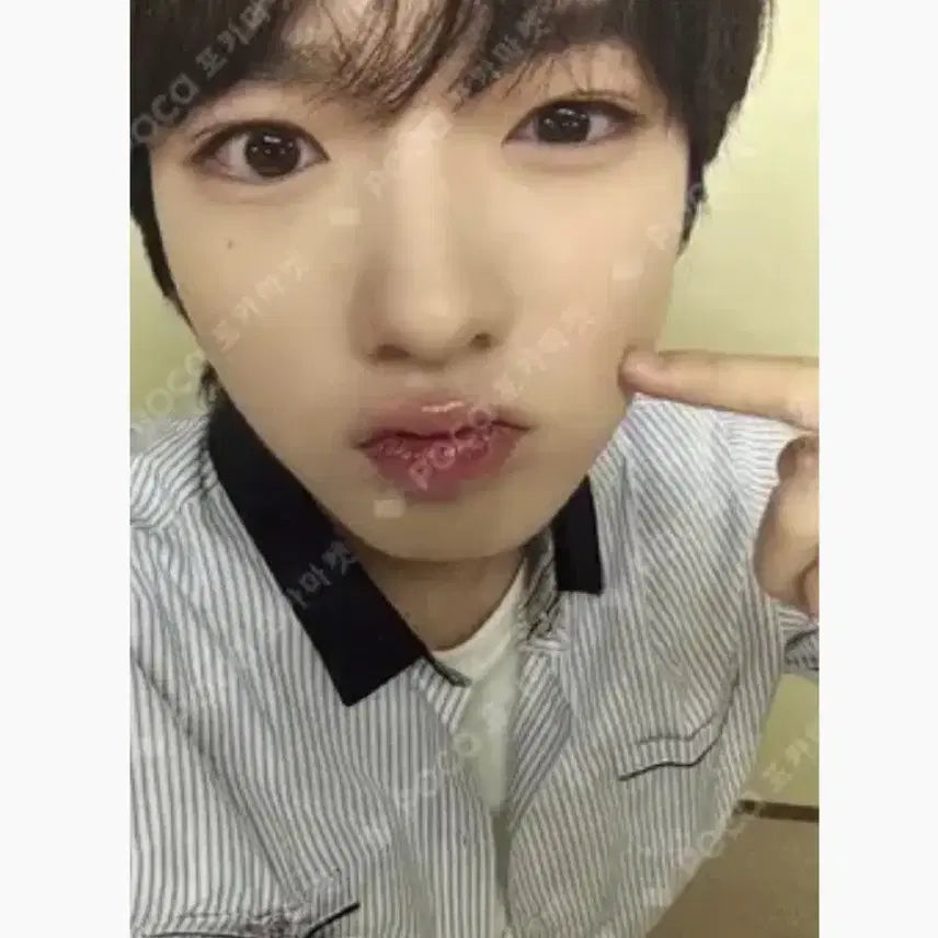 사쿠야 에버랜드 에버위시 포카