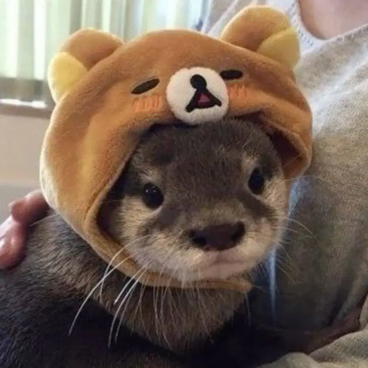 앤팀 백투라 위버스 미니씨디 개봉앨범 유닛포카 조죠케이의주후마마키