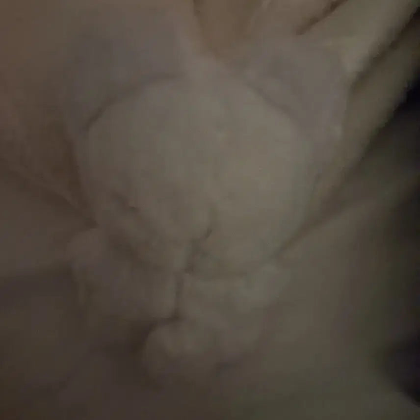 보넥도 이한 인형 팝니다.