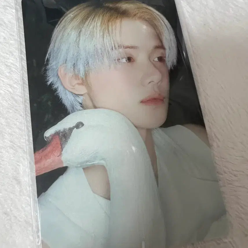 투바투 일본 스타키스드 스탠다드 연준