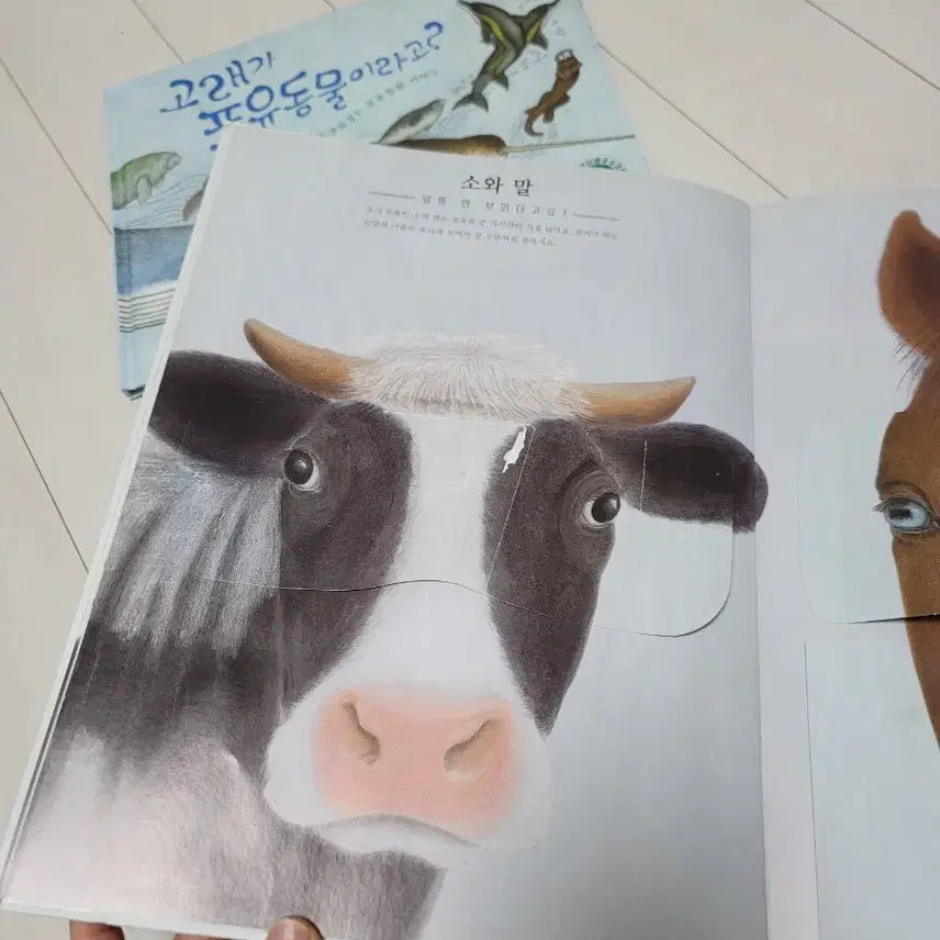 [BUNJANG] Children's Knowledge Picture Book Bundle / 지식 그림책 일괄