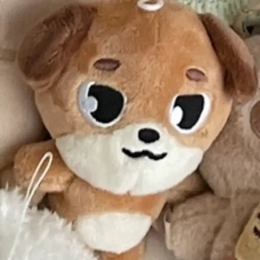 데이식스 도쿄콘 백참 돈 도운