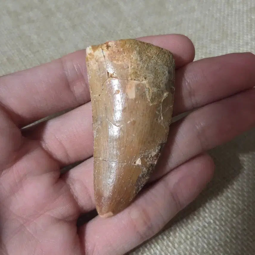 [BUNJANG] Authentic Carcharodontosaurus Tooth Fossil / 진품 카르카로돈토사우루스 이빨 화석 판매합니다!