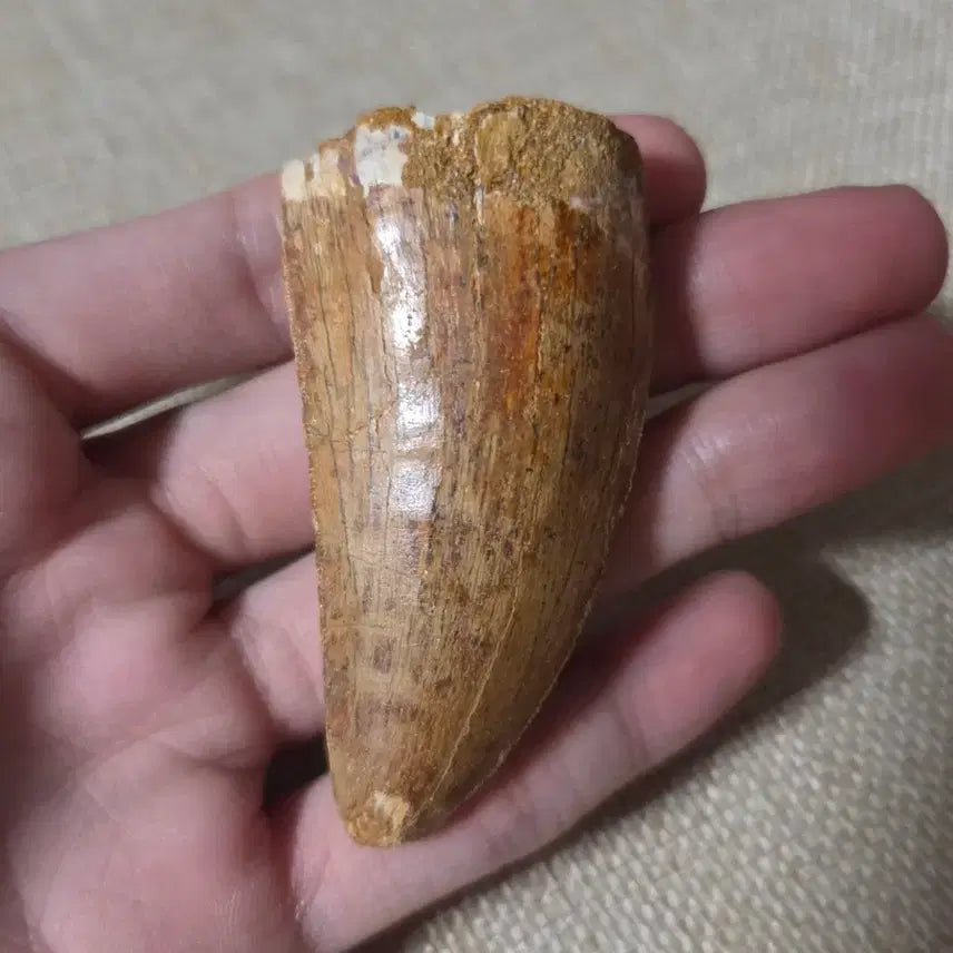 [BUNJANG] Carcharodontosaurus Tooth Fossil / 진품 카르카로돈토사우루스 이빨 화석 판매합니다!