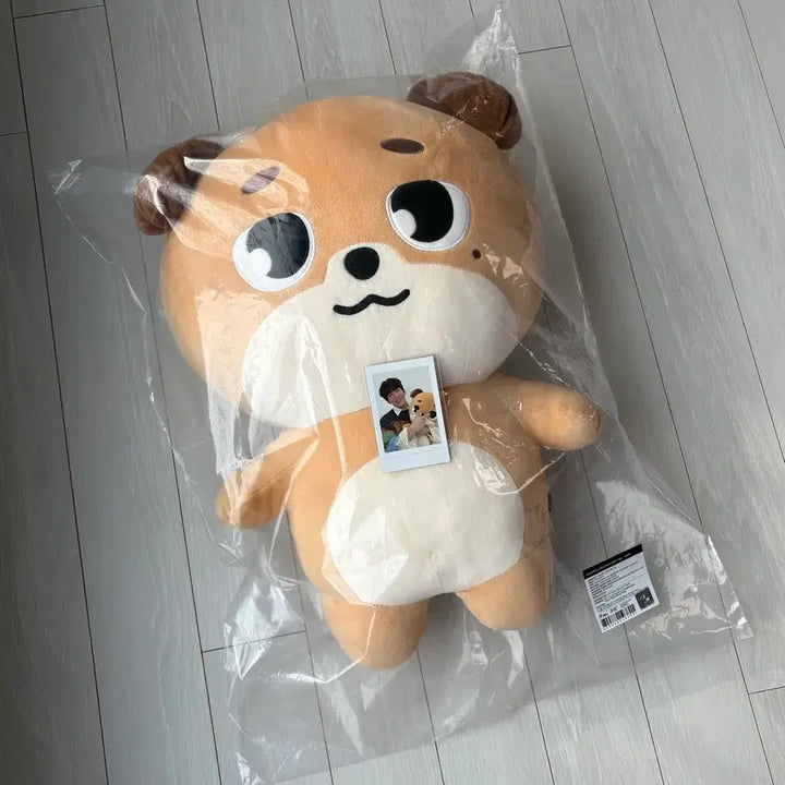 데이식스 자이언트 데니멀즈 돈 도운 전국투어 마이데이