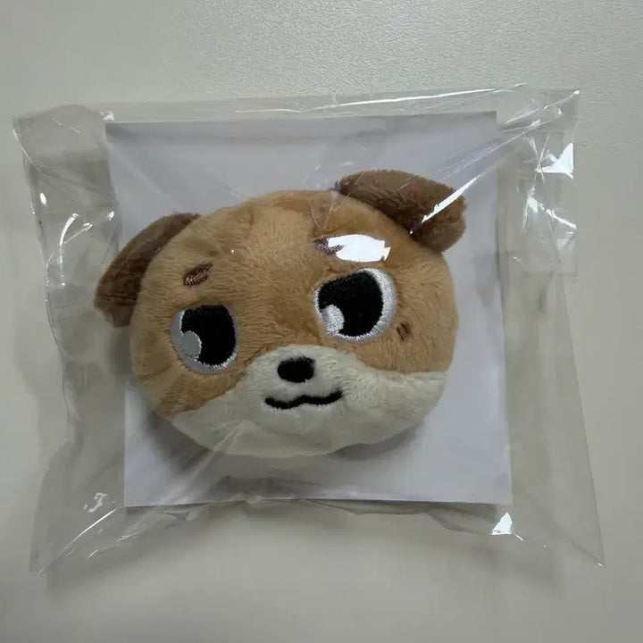 데이식스 일본엠디 돈