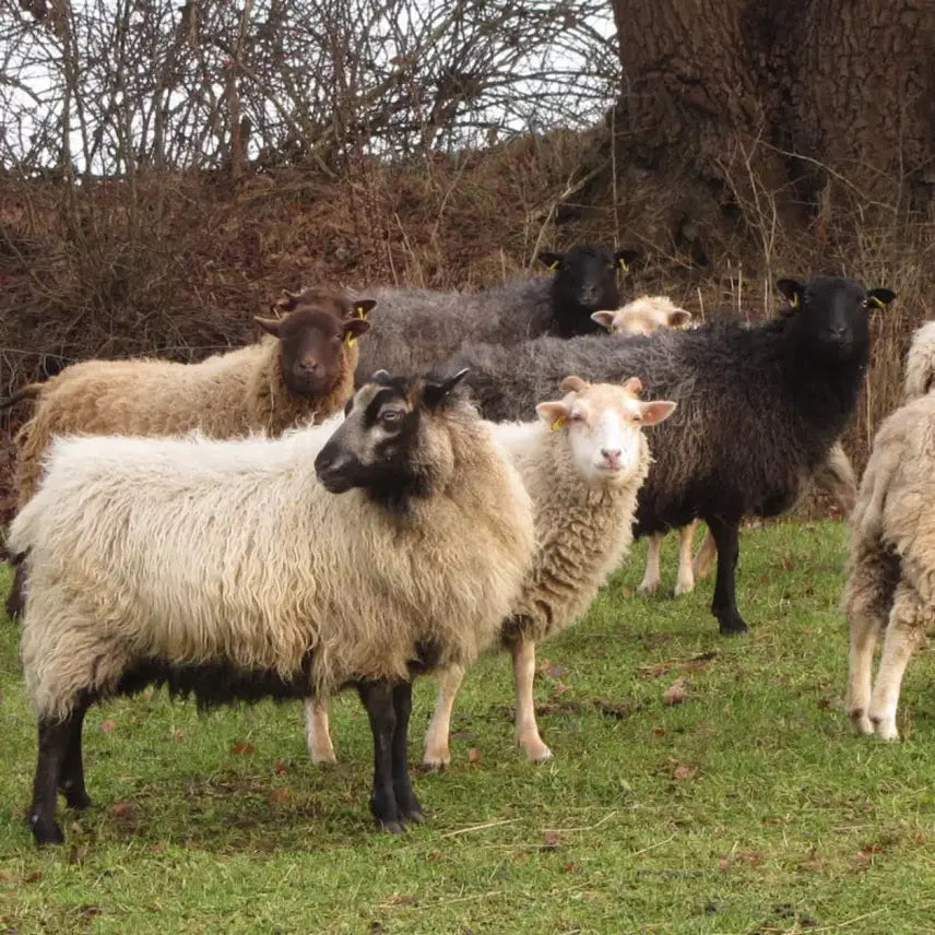[BUNJANG] Shetland Wool Navy Sweater / [새상품] 스코틀랜드 셔틀랜드 울 100% 스웨터 네이비색 니트