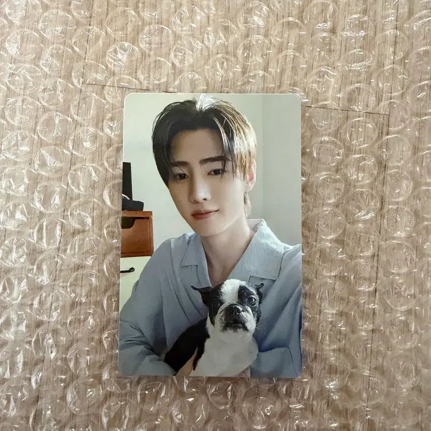 엔하이픈 성훈 일본 멤버십 설문 특전 포카 판매