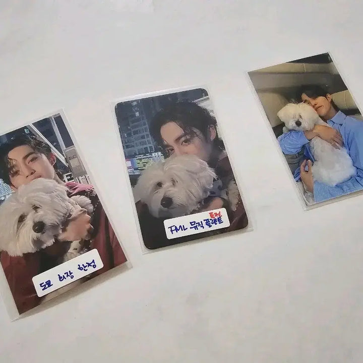 세븐틴 에스쿱스 꾸마 공식포카 2장 세트 도쿄 회장한정& 뮤직플랜트