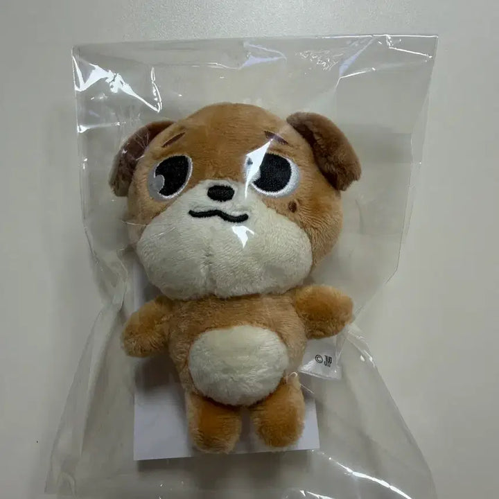 데이식스 일본엠디 백참 돈