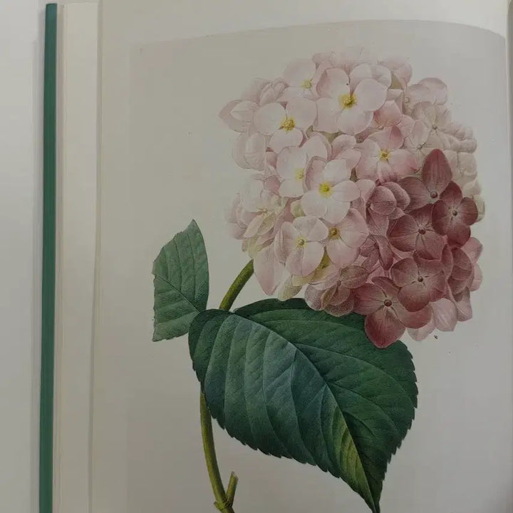 [BUNJANG] Vintage Botanical Flower Book / 빈티지 플라워북 보태니컬북 식물도감 빈티지도서 빈티지책