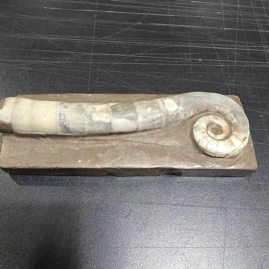 [BUNJANG] Lituitid Ammonite Fossil / 암모나이트 리투이테스.화석