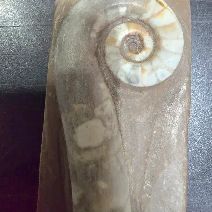 [BUNJANG] Lituitid Ammonite Fossil / 암모나이트 리투이테스.화석