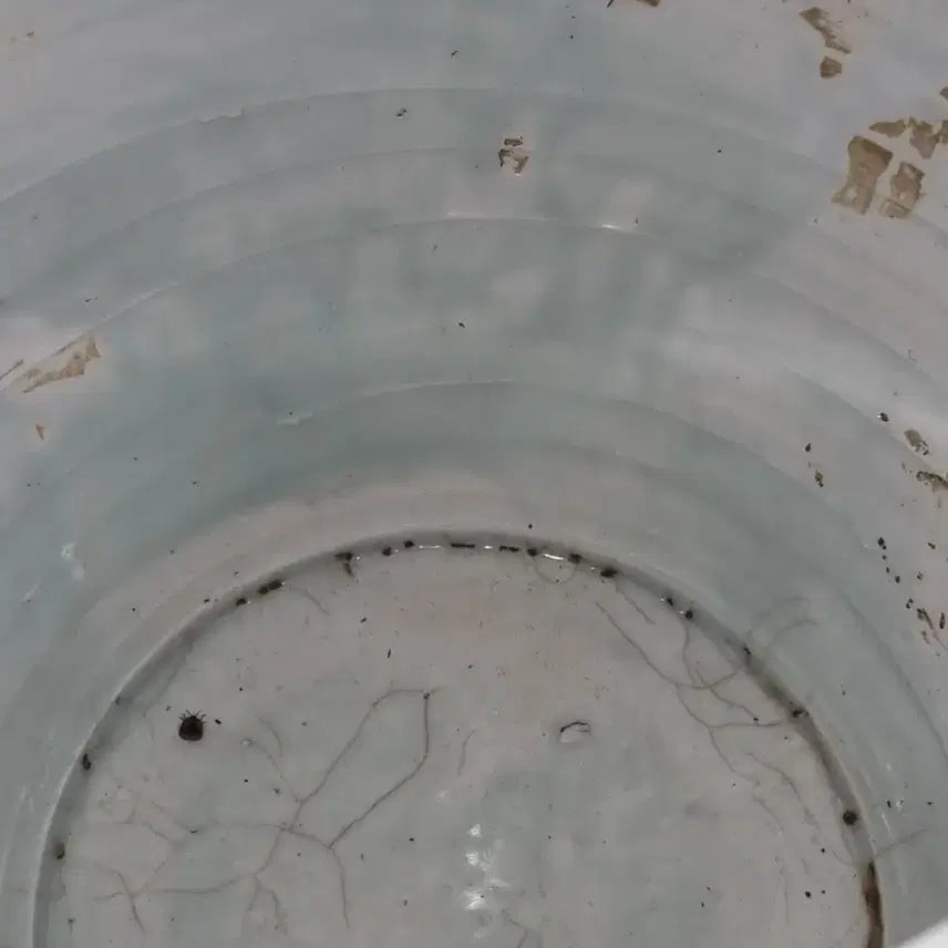 [BUNJANG] Antique Chinese Ceramic Vase / 유리홍 고도자 담수.어문 호 높26 지름34센 중국도자기 오래된 골통품