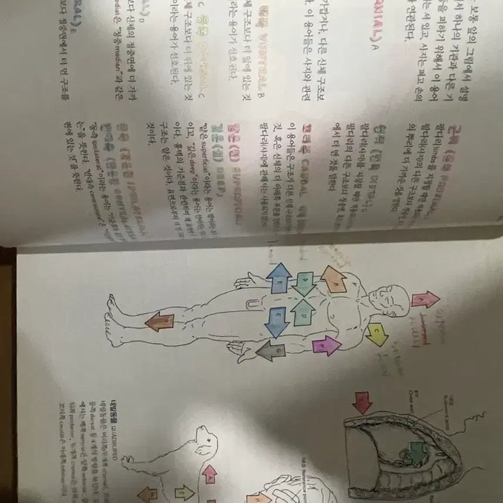 [BUNJANG] Anatomy Coloring Book / 해부학 컬러링북 (Anatomy Coloring Book)