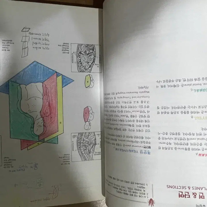 [BUNJANG] Anatomy Coloring Book / 해부학 컬러링북 (Anatomy Coloring Book)