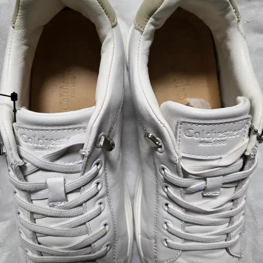 [SOLD OUT] 새상품 콜체스터 스니커즈  265