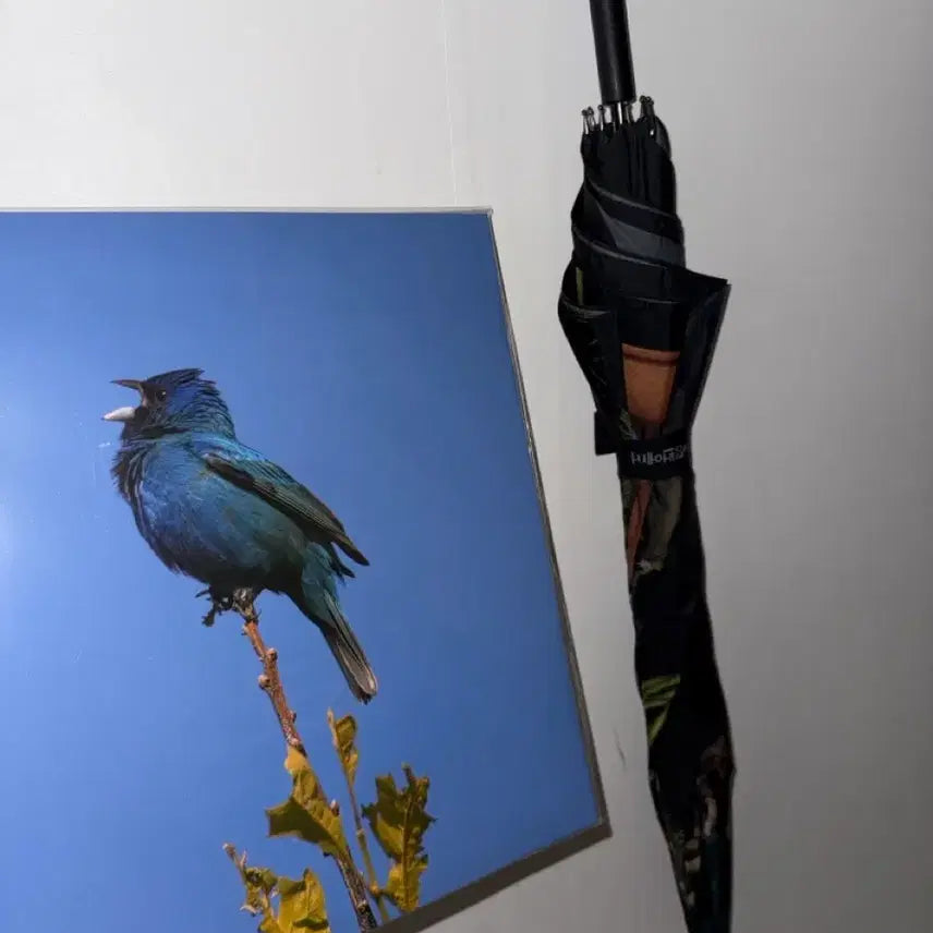[BUNJANG] Yoon Ji Young Blue Bird LP + Umbrella Bundle Set / 윤지영 blue bird LP + 나의 정원에서 우산 일괄